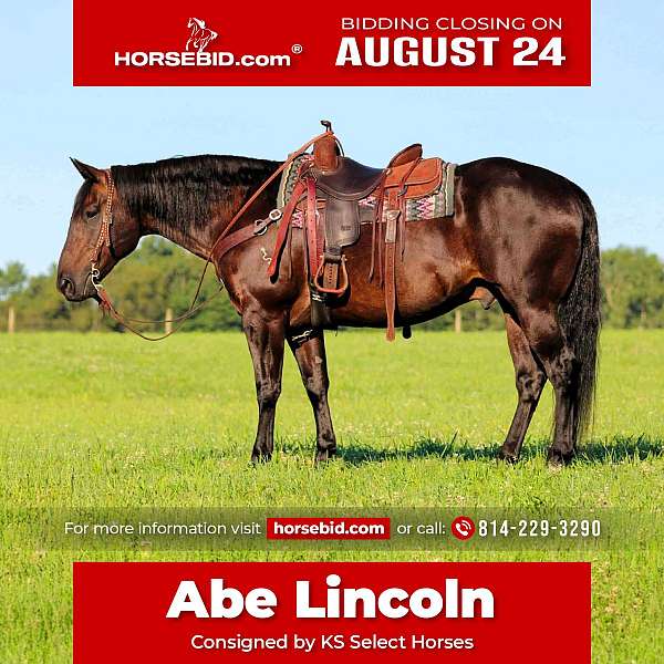 all-around-quarter-horse