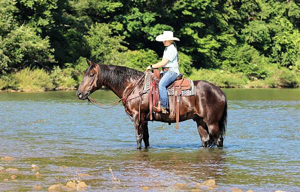 flashy-quarter-horse