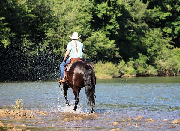 husband-safe-quarter-horse