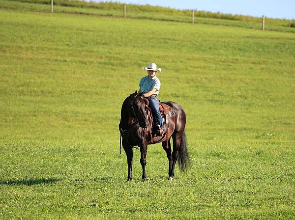 kid-safe-quarter-horse