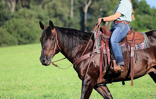 ranch-work-quarter-horse