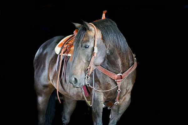 roping-quarter-horse