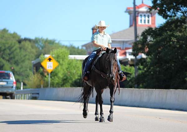 trail-quarter-horse