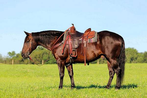 western-riding-quarter-horse