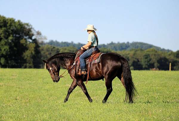 working-cattle-quarter-horse