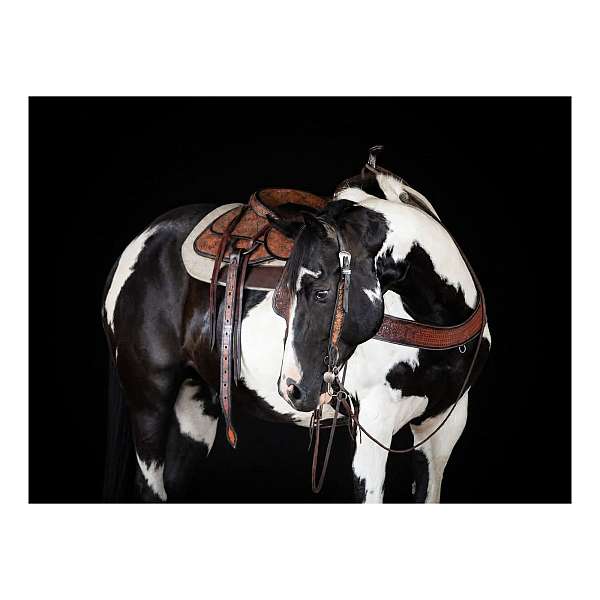 white-strip-on-face-down-front-legs-horse