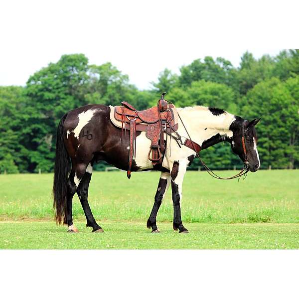 black-overo-white-strip-on-face-down-front-legs-horse