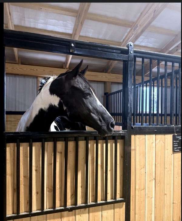 english-pleasure-paint-horse