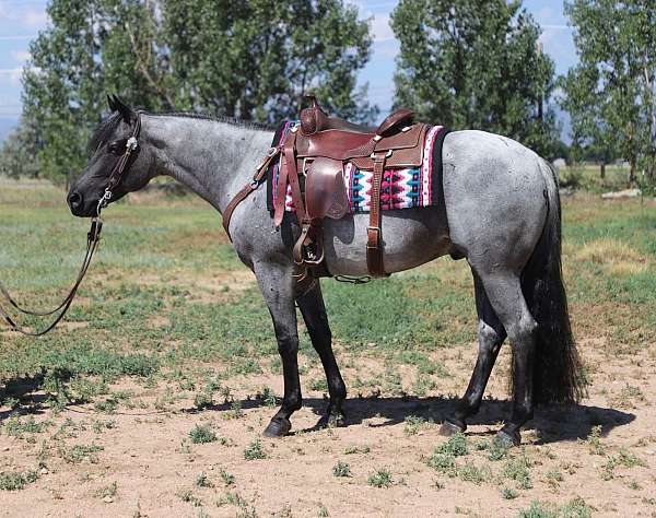 flashy-quarter-horse