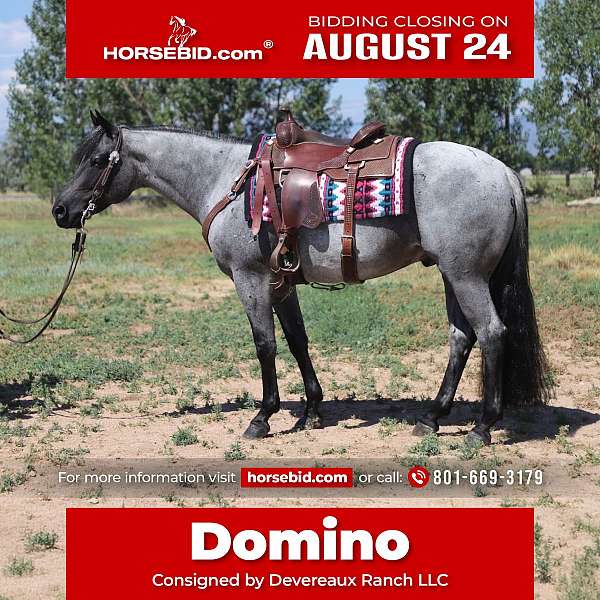 all-around-quarter-horse