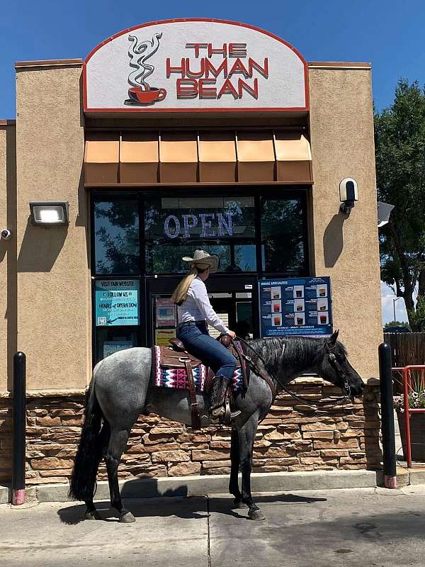 athletic-quarter-horse