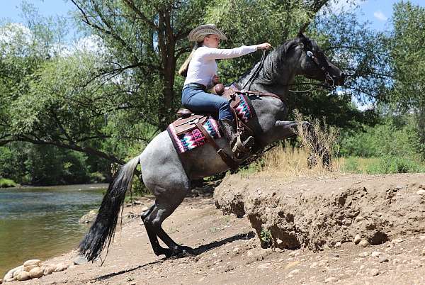 performance-quarter-horse