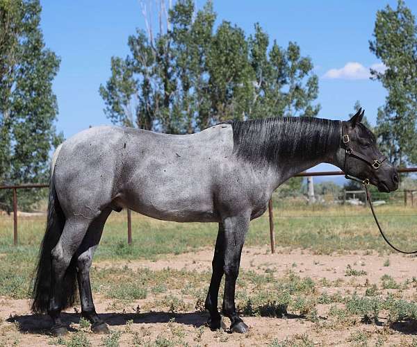 ranch-quarter-horse