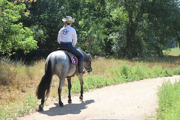ranch-work-quarter-horse