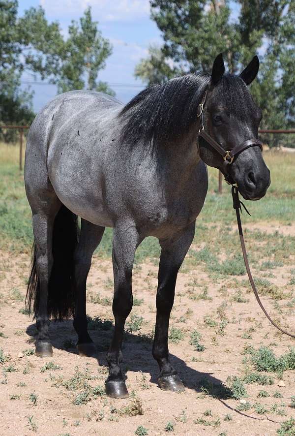 roping-quarter-horse