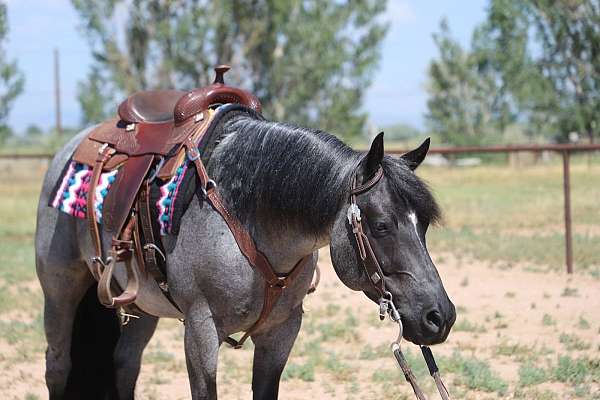 trail-riding-quarter-horse