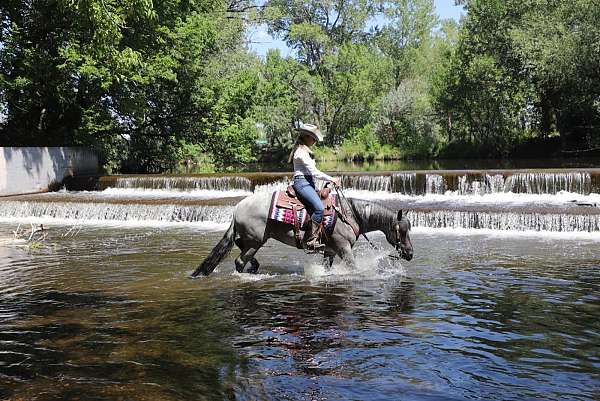 western-riding-quarter-horse