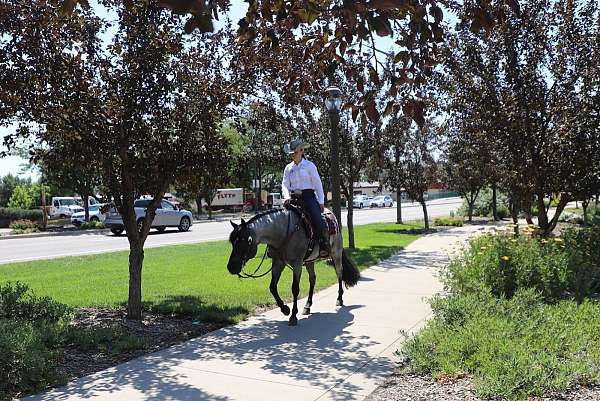 working-cattle-quarter-horse