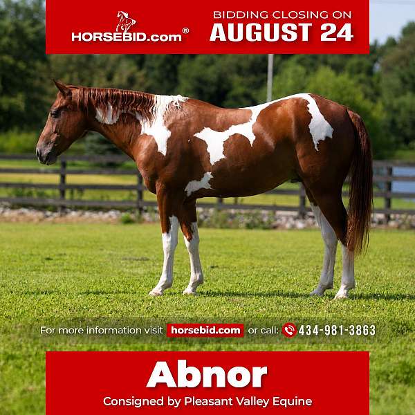 tobiano-show-hack-pony