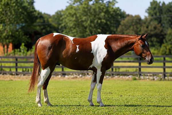 performance-paint-pony