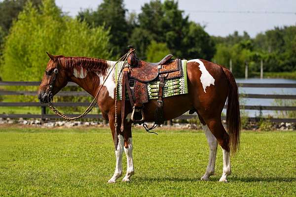 ranch-paint-pony