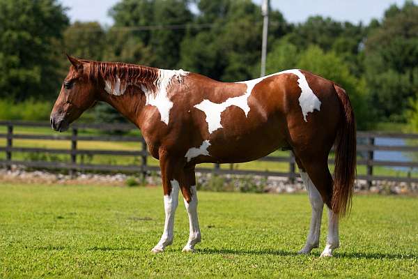 ranch-versatility-paint-pony