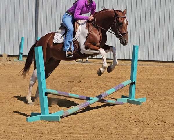 reining-paint-pony