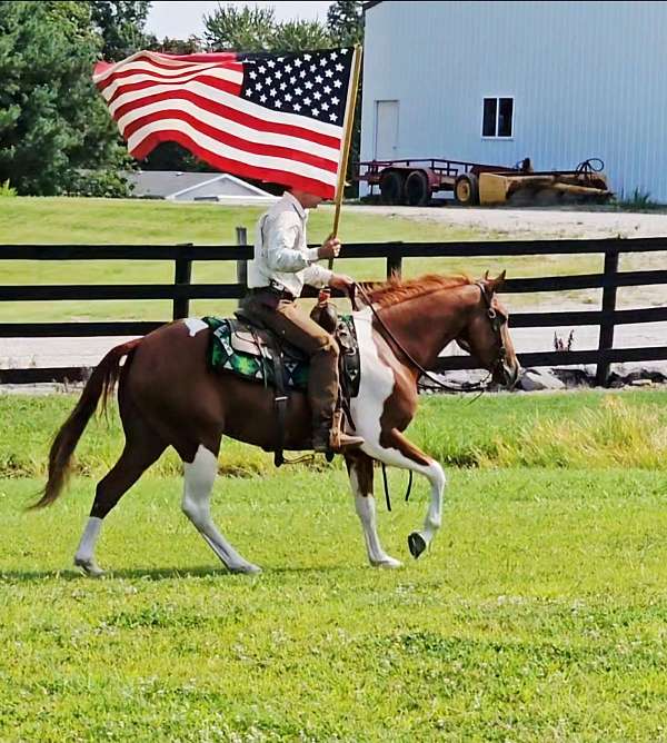 ridden-english-paint-pony