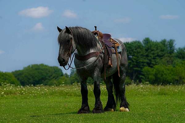 athletic-draft-horse