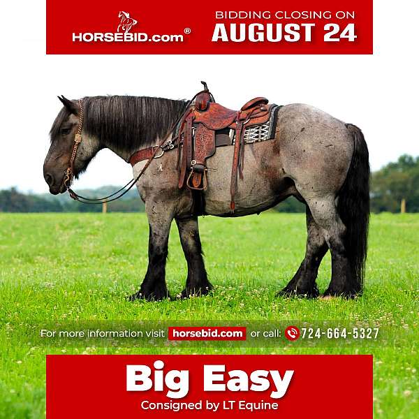 all-around-draft-horse