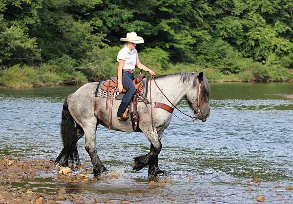 draft-horse