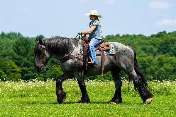 flashy-draft-horse