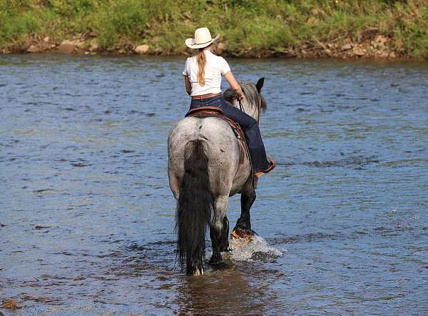 parade-draft-horse