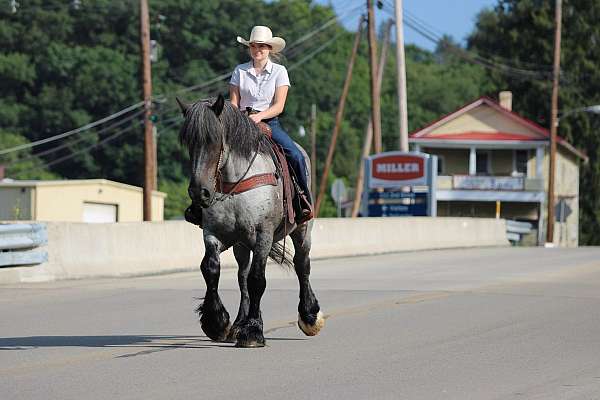 ranch-draft-horse
