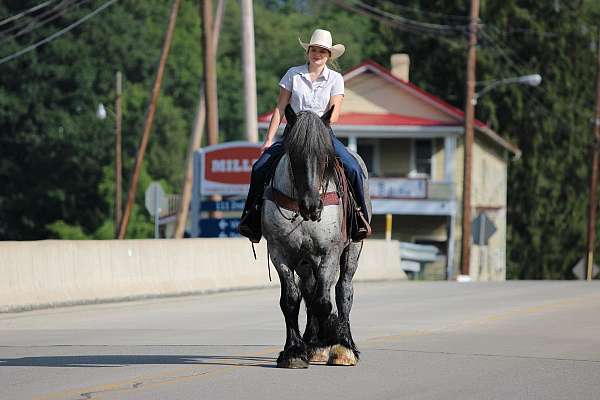 ridden-english-draft-horse