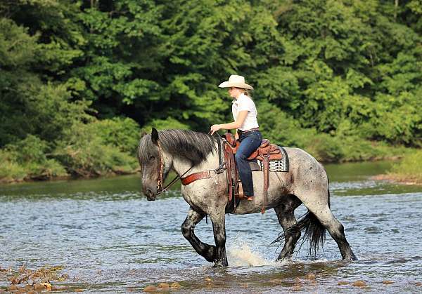 ridden-western-draft-horse