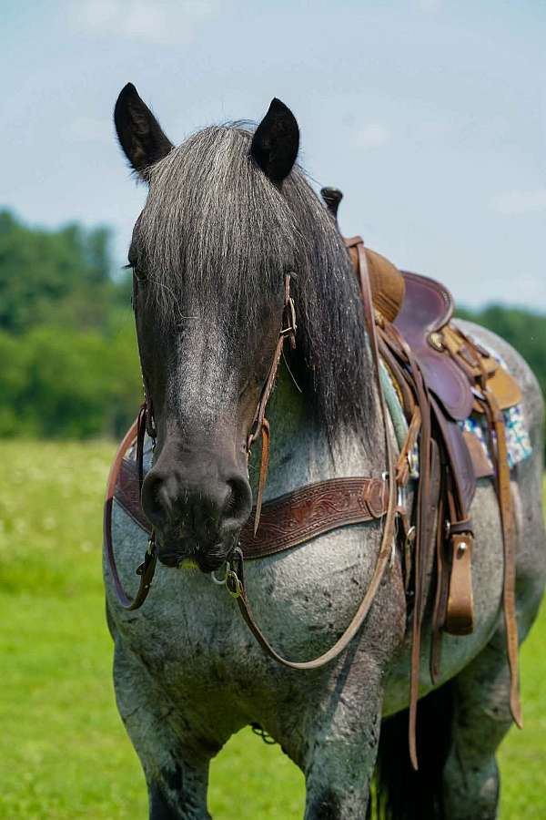 show-draft-horse