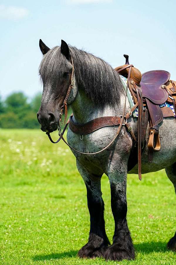 trail-draft-horse