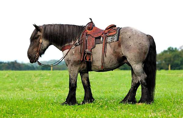 trail-riding-draft-horse