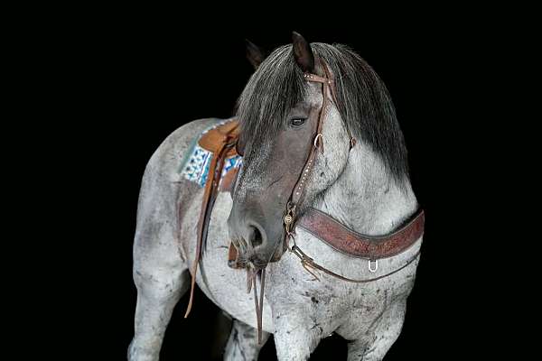 youth-draft-horse