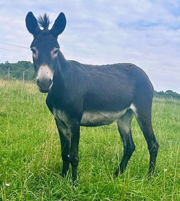 grey-white-donkey-spotted-foal