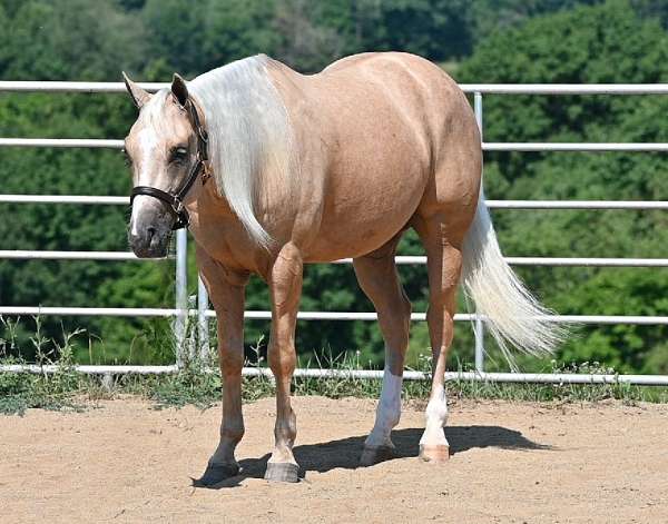 athletic-quarter-horse