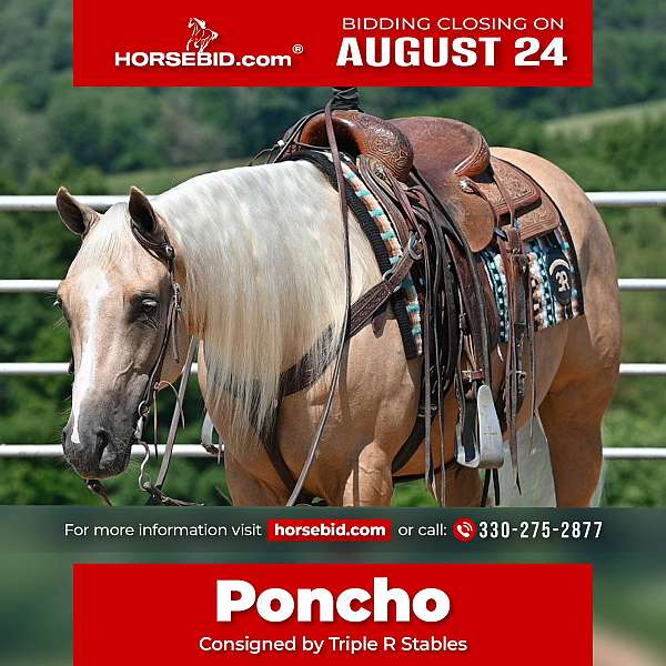 all-around-quarter-horse