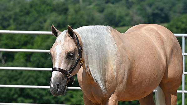 flashy-quarter-horse