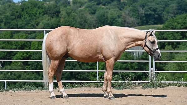 performance-quarter-horse