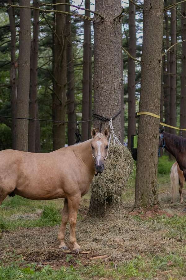 ranch-quarter-horse