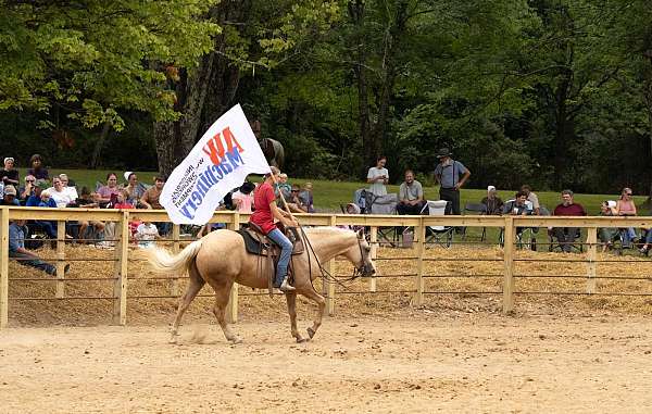 ranch-versatility-quarter-horse