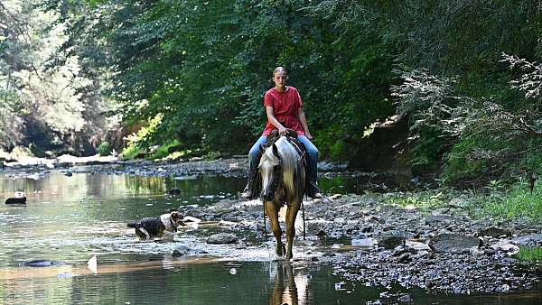 show-quarter-horse
