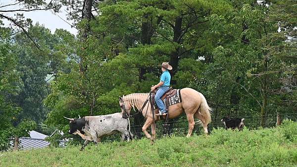 trail-quarter-horse