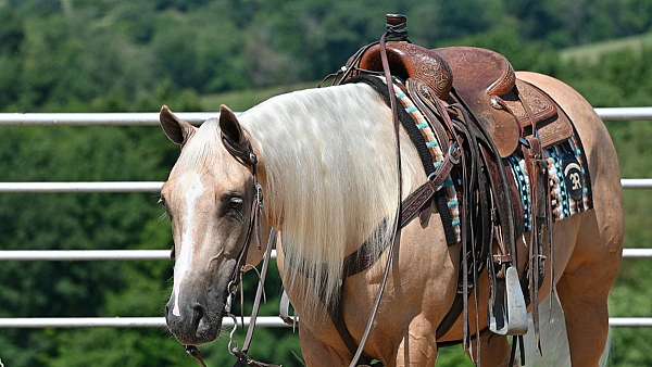 western-riding-quarter-horse